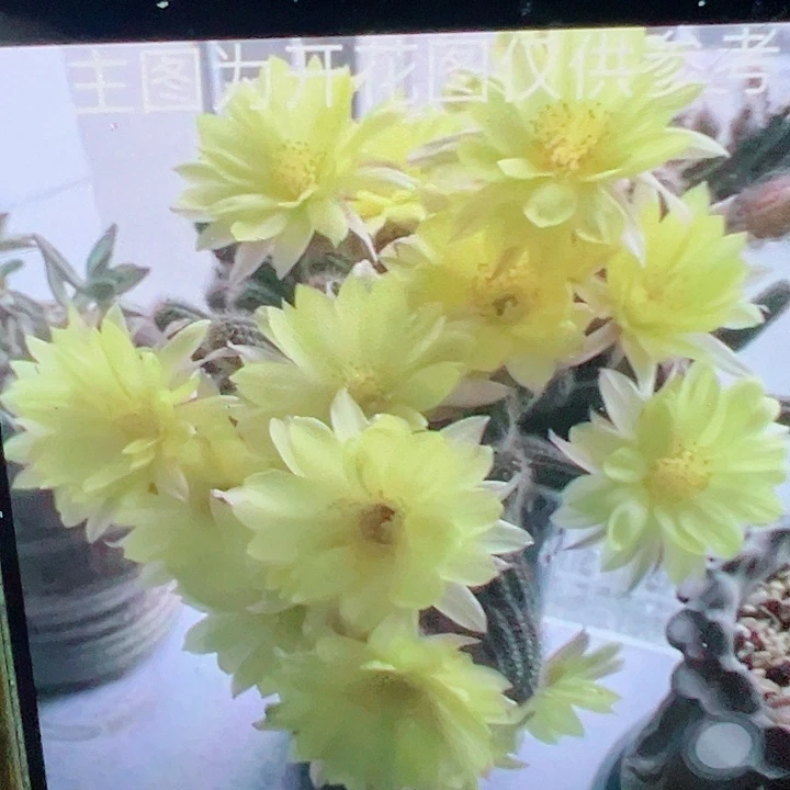 白檀 普拉 3个侧芽 满20包邮