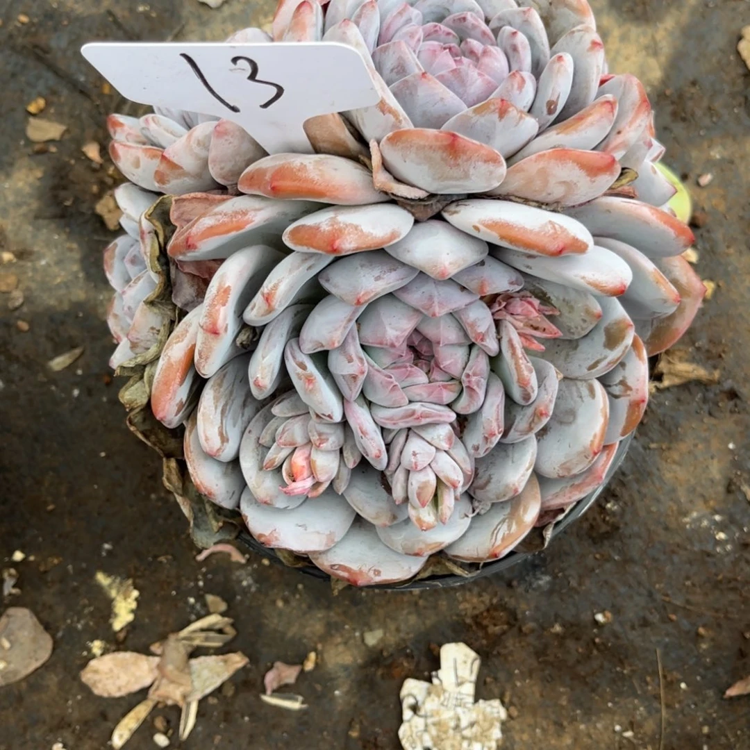 老阿姨花卉一物一拍13