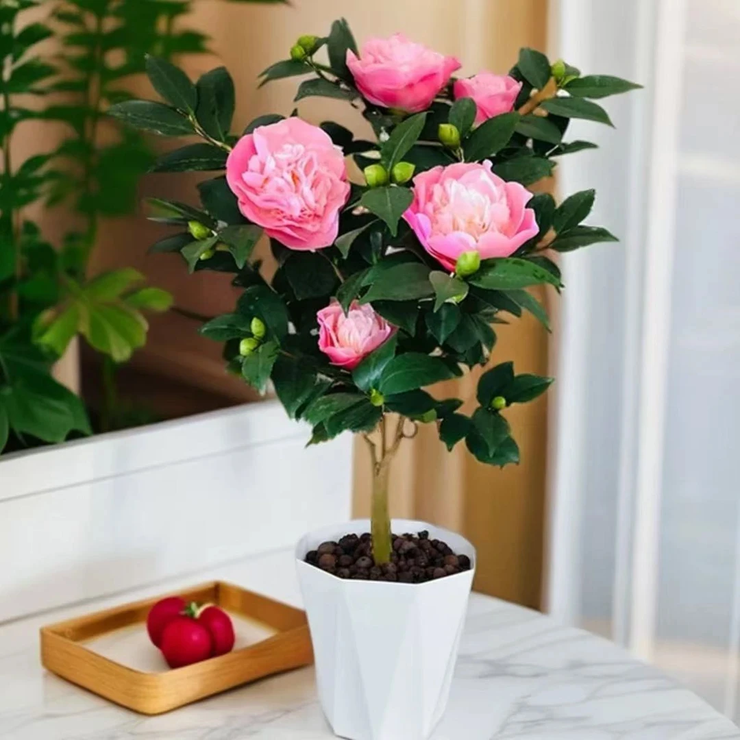 带花苞香味好养易活的香妃茶花盆栽可室内阳台四季养