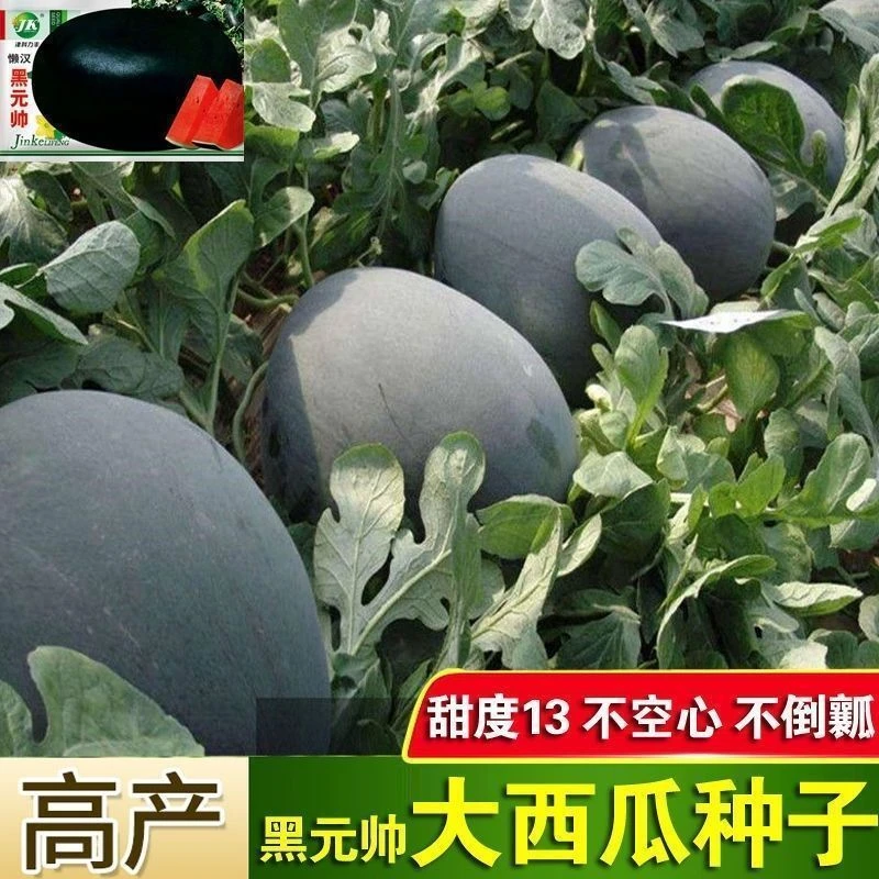 西瓜种子特大黑皮懒汉黑元帅四季超甜高产早熟薄皮红瓤种子