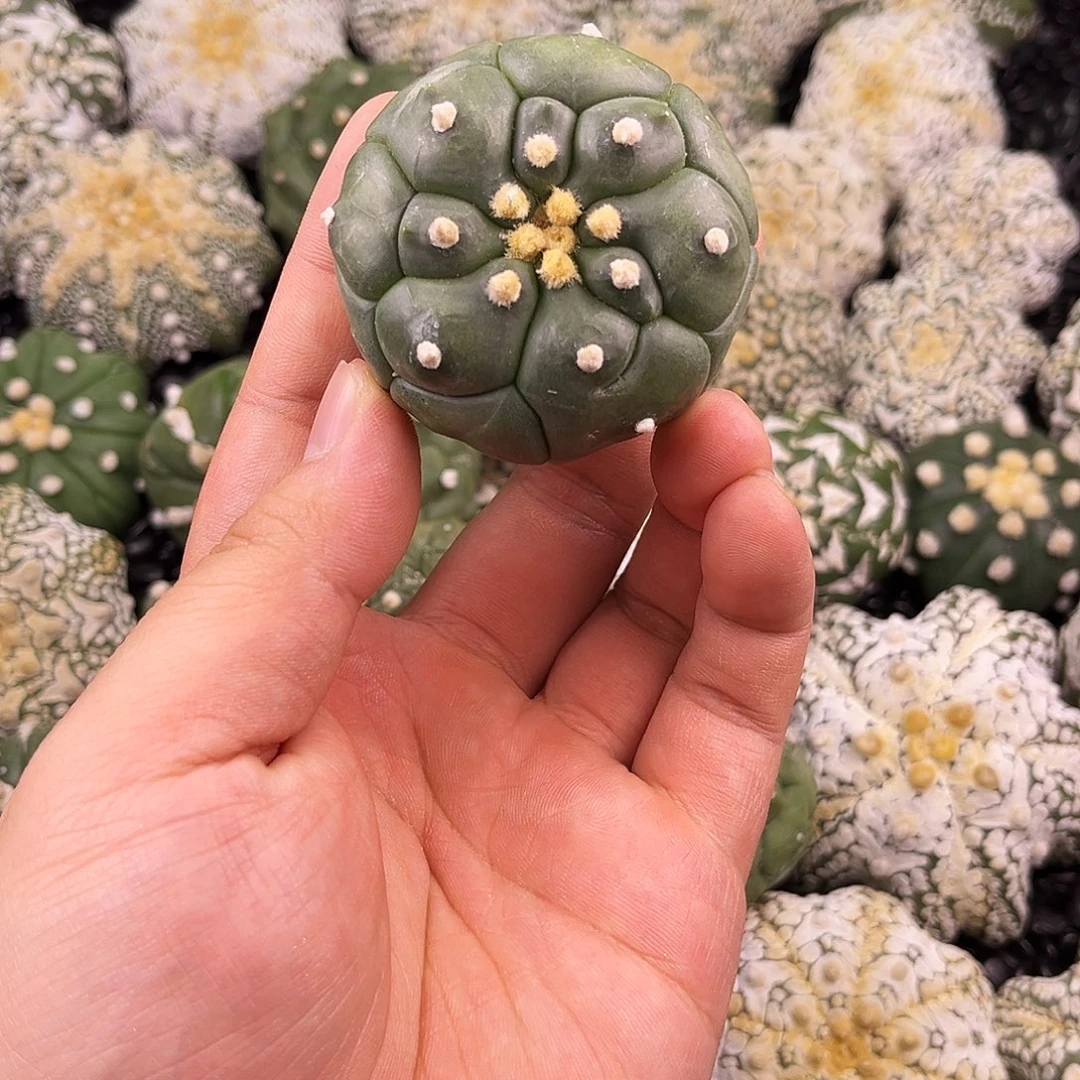 哈哈哈哈哈哈哈兜兜