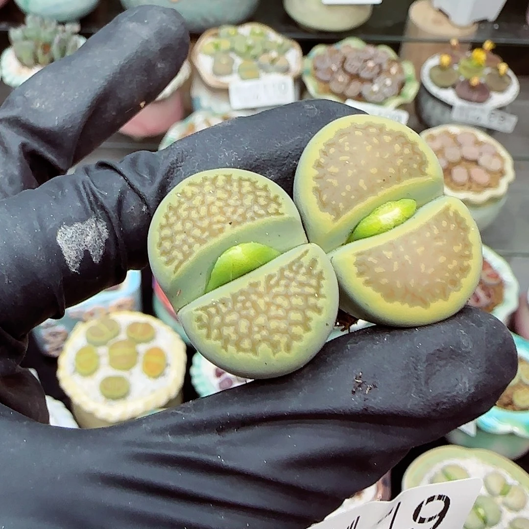 生石花满18包邮1110-119