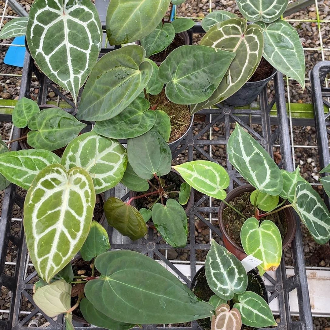 完全开放杂交10颗脱土发，不包叶损，一物一拍5号