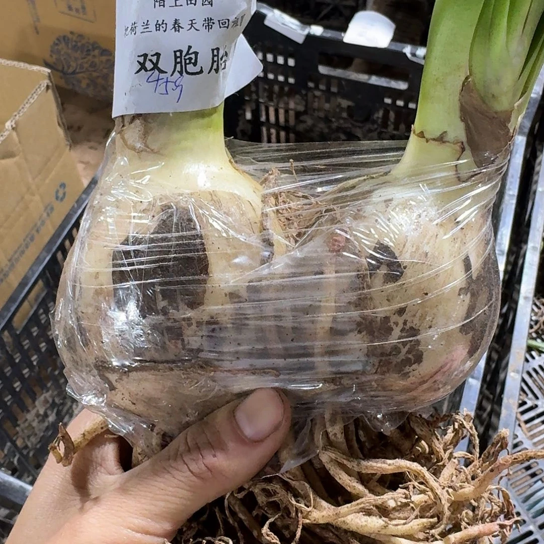 安吉拉双胞胎开花球