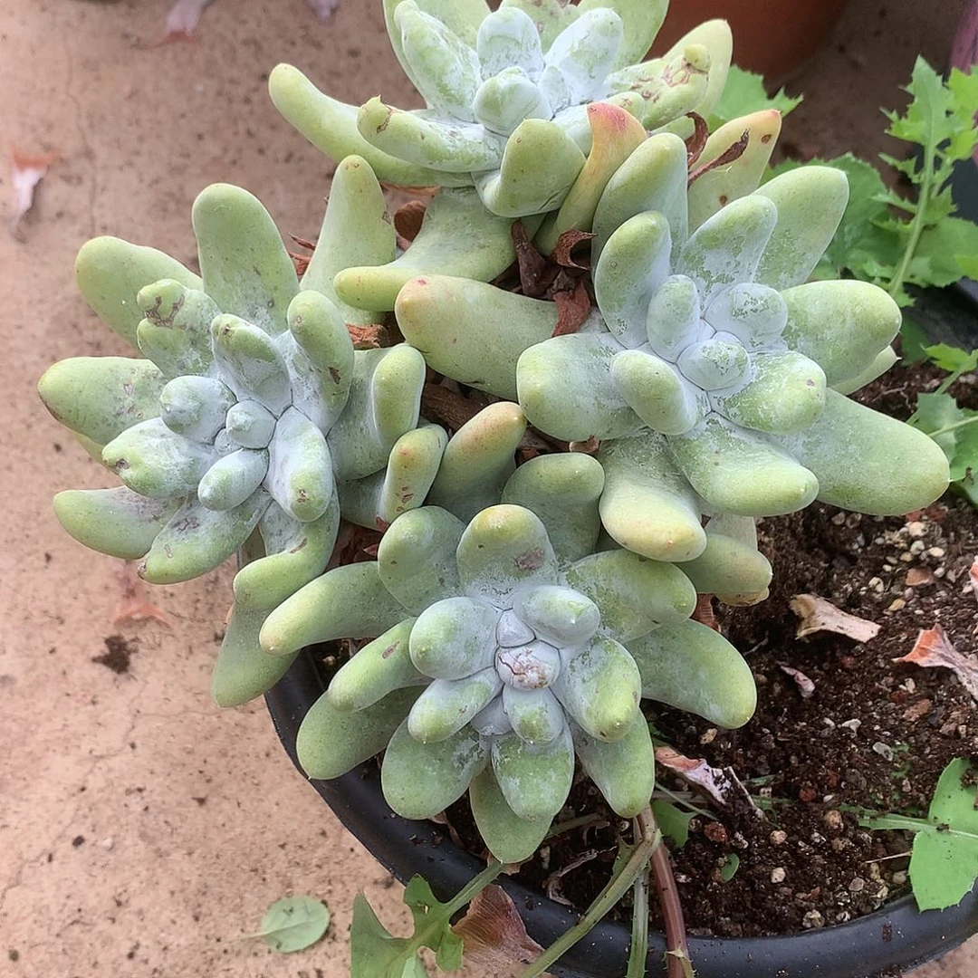 花***洞8589拇指仙女杯多肉