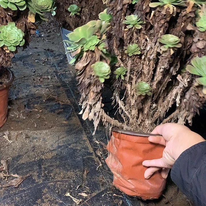 色***惑多肉多肉多肉暗景125