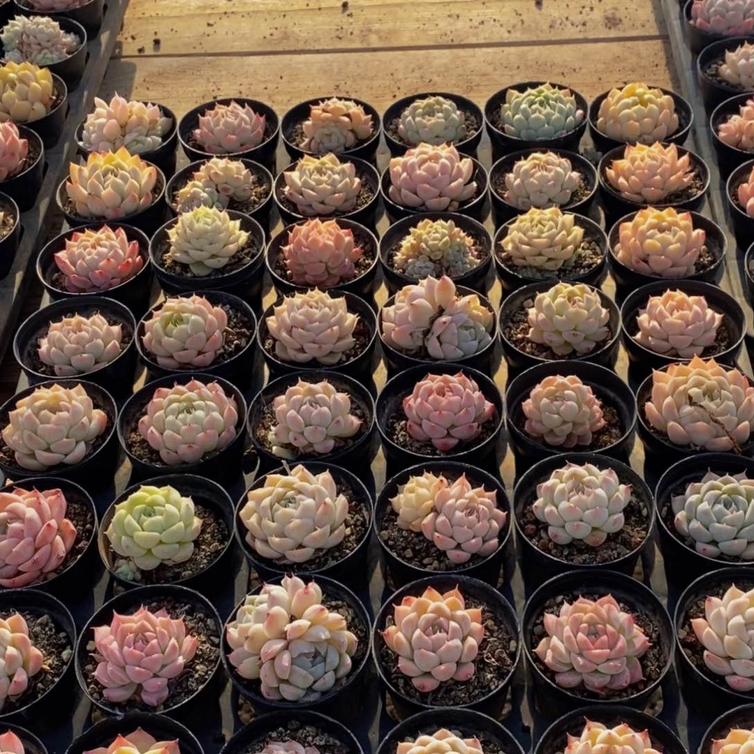 101多肉植物保护研究所所长