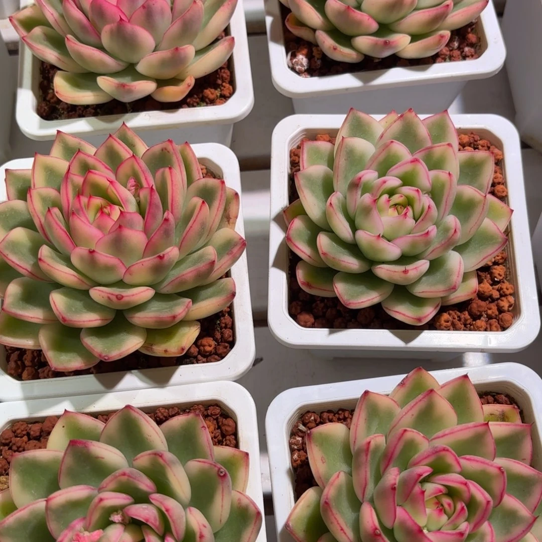 阿斯娜锦多肉植物