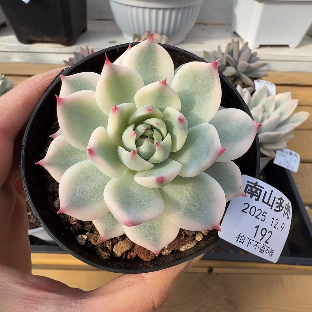 吉娃娃锦111129-192