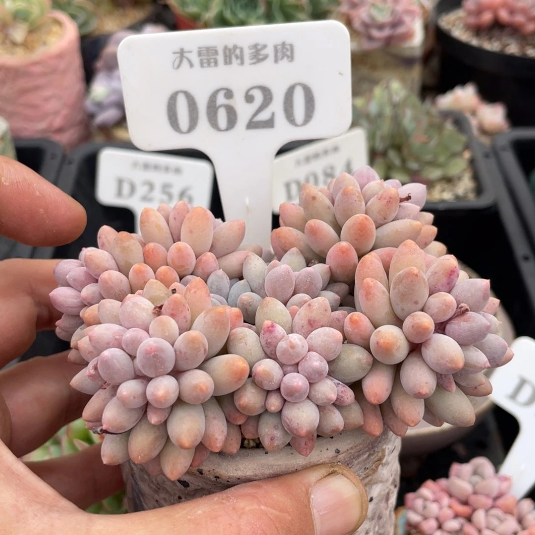 0620婴儿手指不带盆11厘米