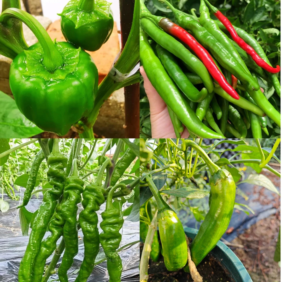 优质一级樟树港辣椒苗适合四季阳台盆栽西瓜小院种植菜苗