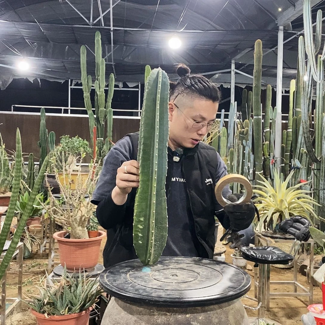 量天尺现砍侧芽50公分左右