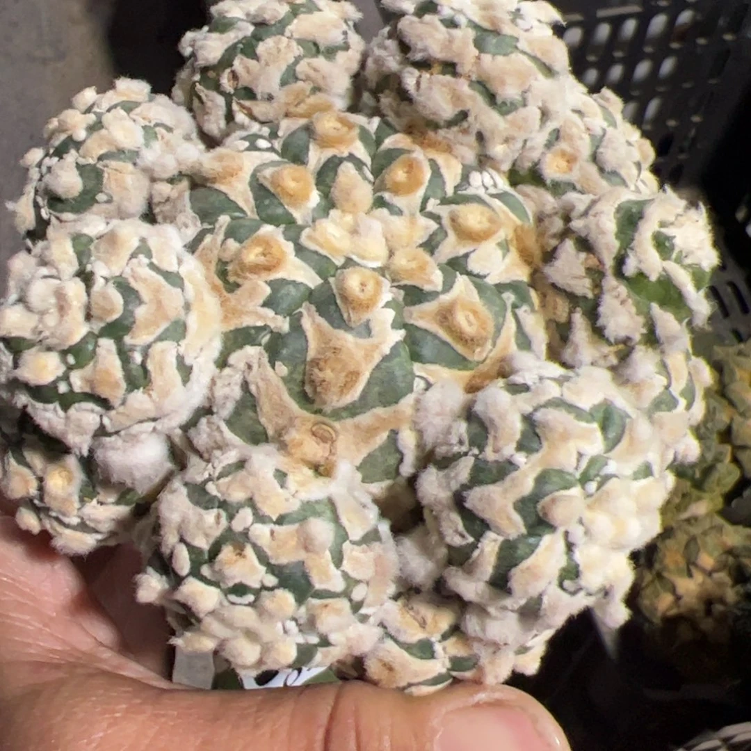 宽v兜群仙人球055