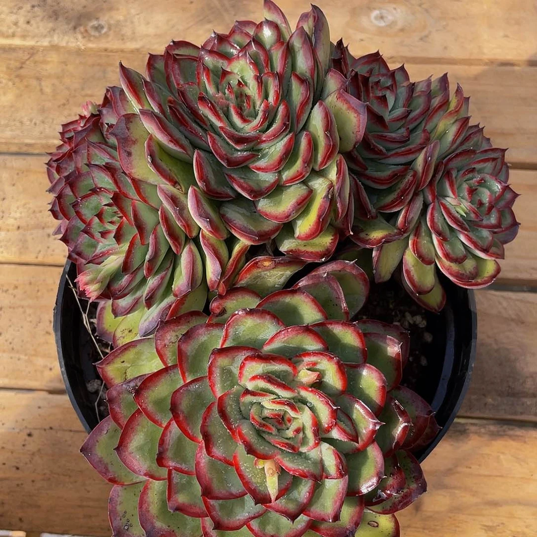 雨***！肉酱玫瑰多肉植物