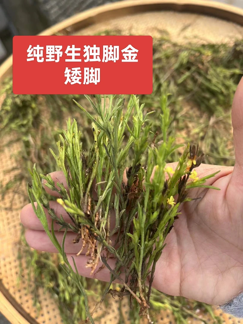 正宗野生 独脚金 (送蜜枣）