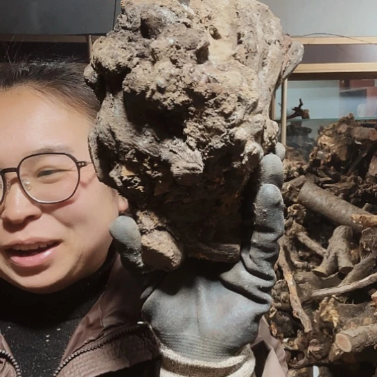 香榧木浪*火琉璃的毛看看摆件