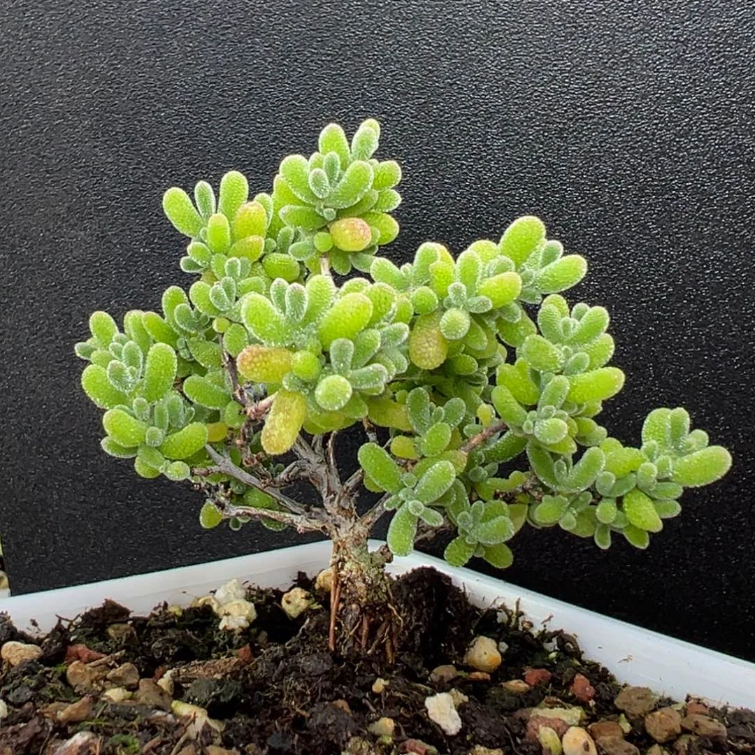 dy3469小老桩翡翠冠幅7cm