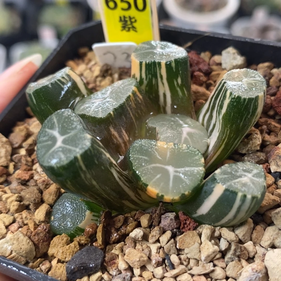 650玉龙万象锦一物一拍