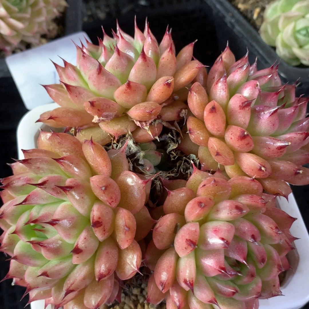 0223-117 海胆优选