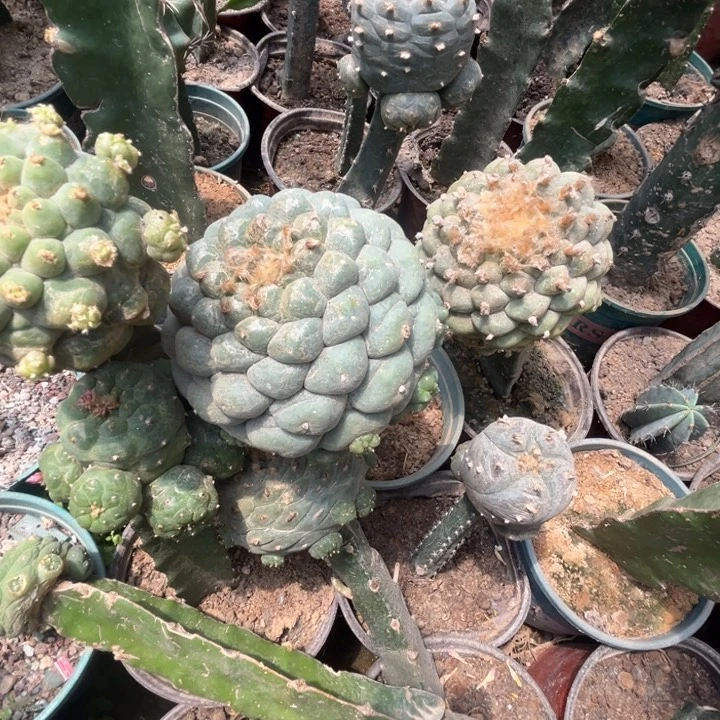 草球侧芽鲜切仙人球