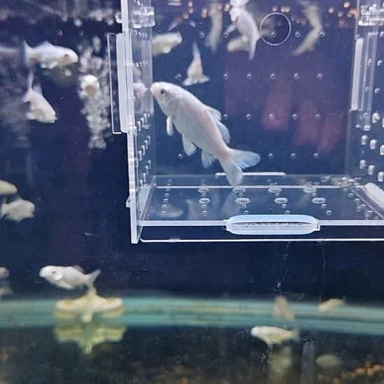 蝴蝶鲤圆头顺背精品蝴蝶鲤