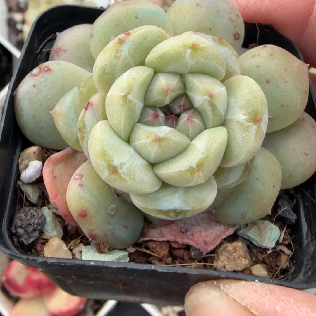 多肉小卡拉米糖心一物一拍