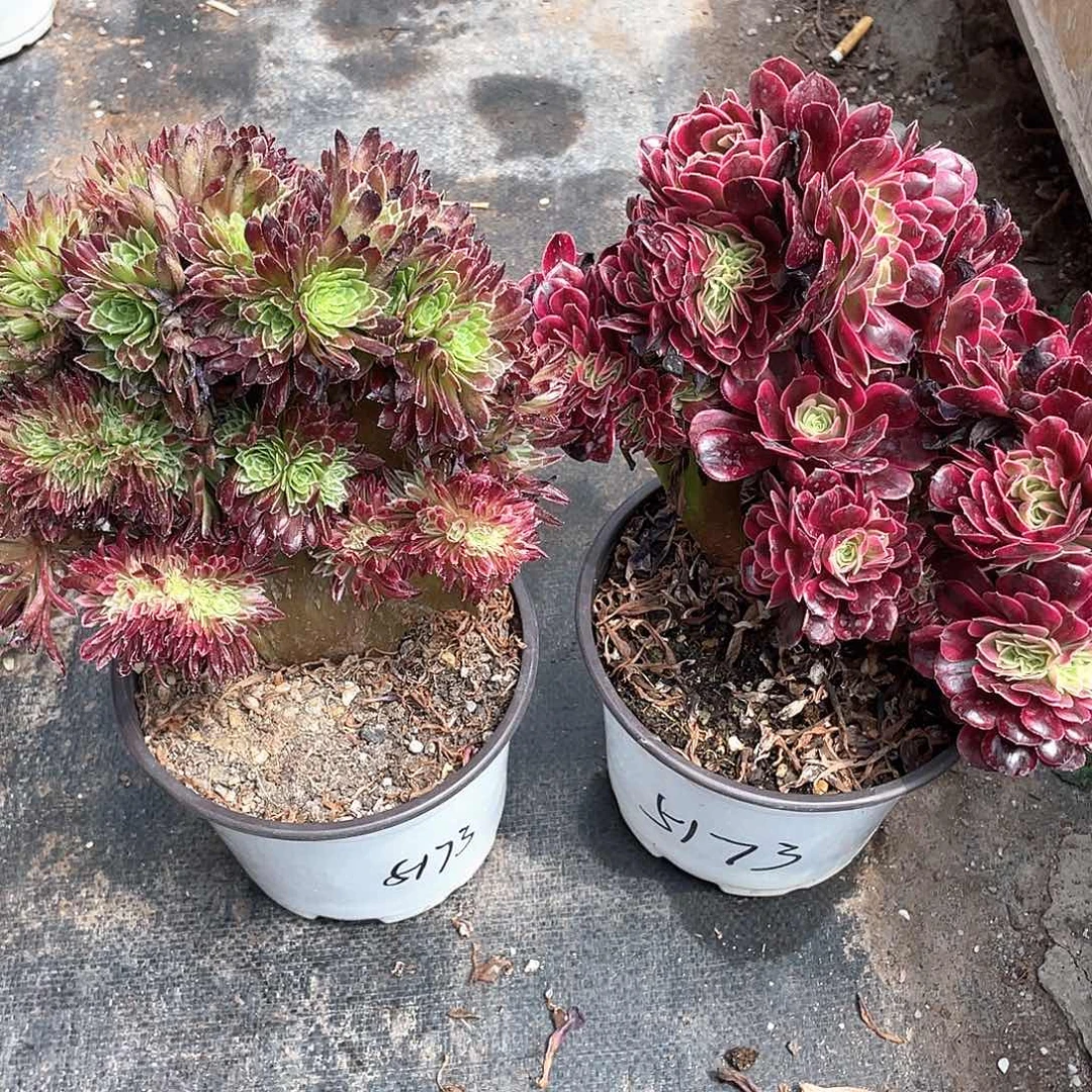 荒**雪金丝菊加美杜莎缀化带盆发货