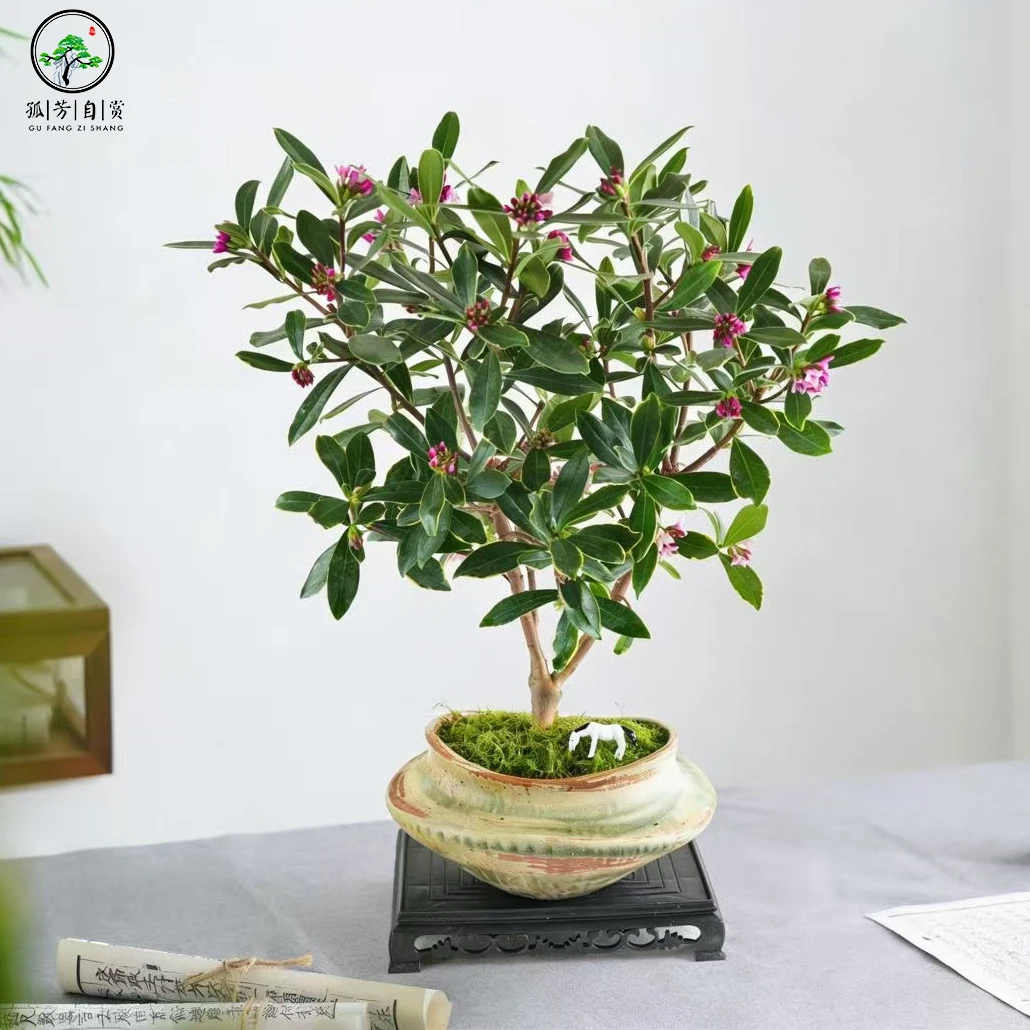 金边瑞香造型精品金边瑞香耐寒四季常青年宵花浓香型花卉盆栽