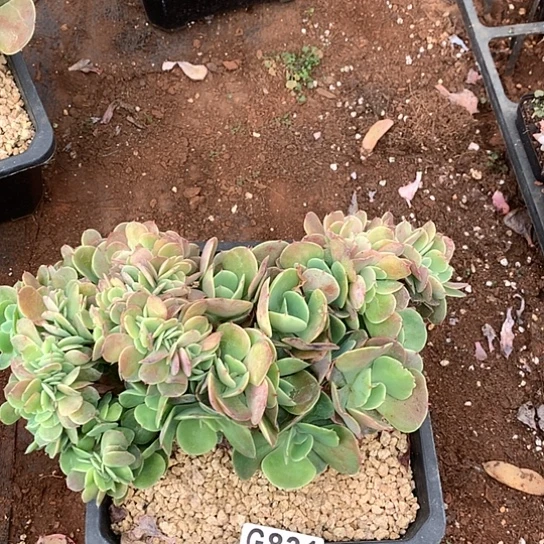 莫妮卡缀831 全场处理默认微瑕7-8天发货