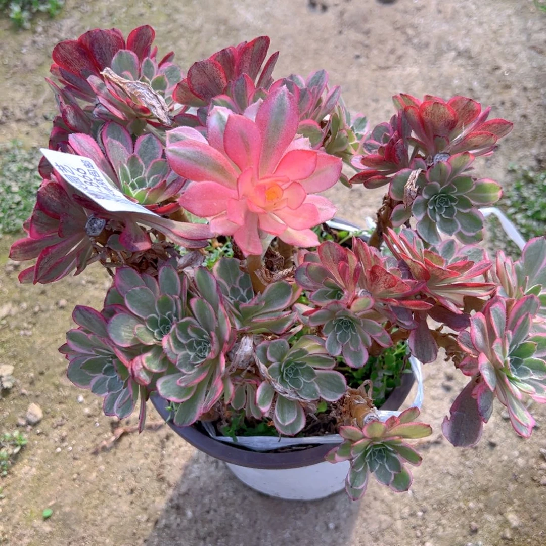 海王母本多肉植物866