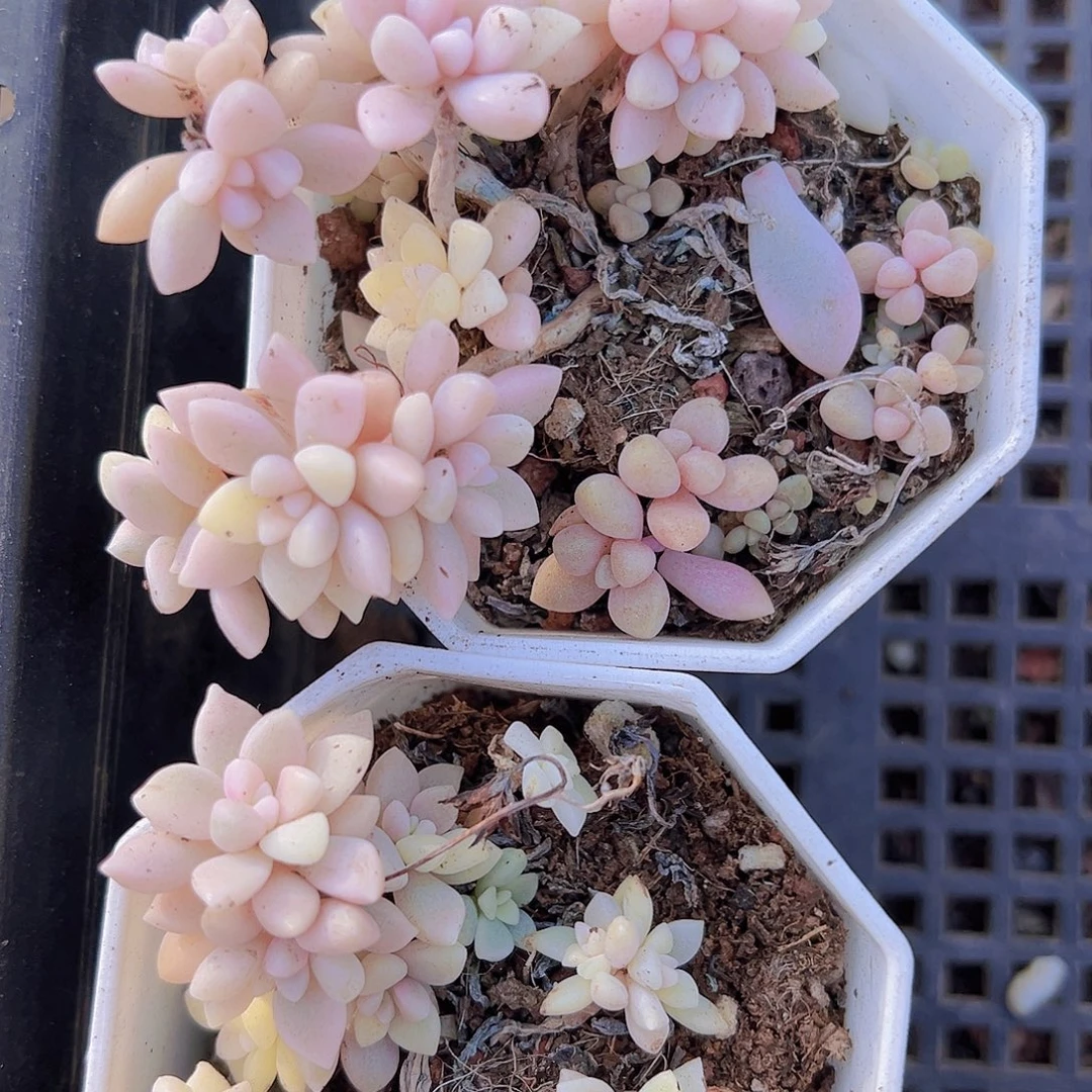 名***快秋丽锦2盆拓土发货