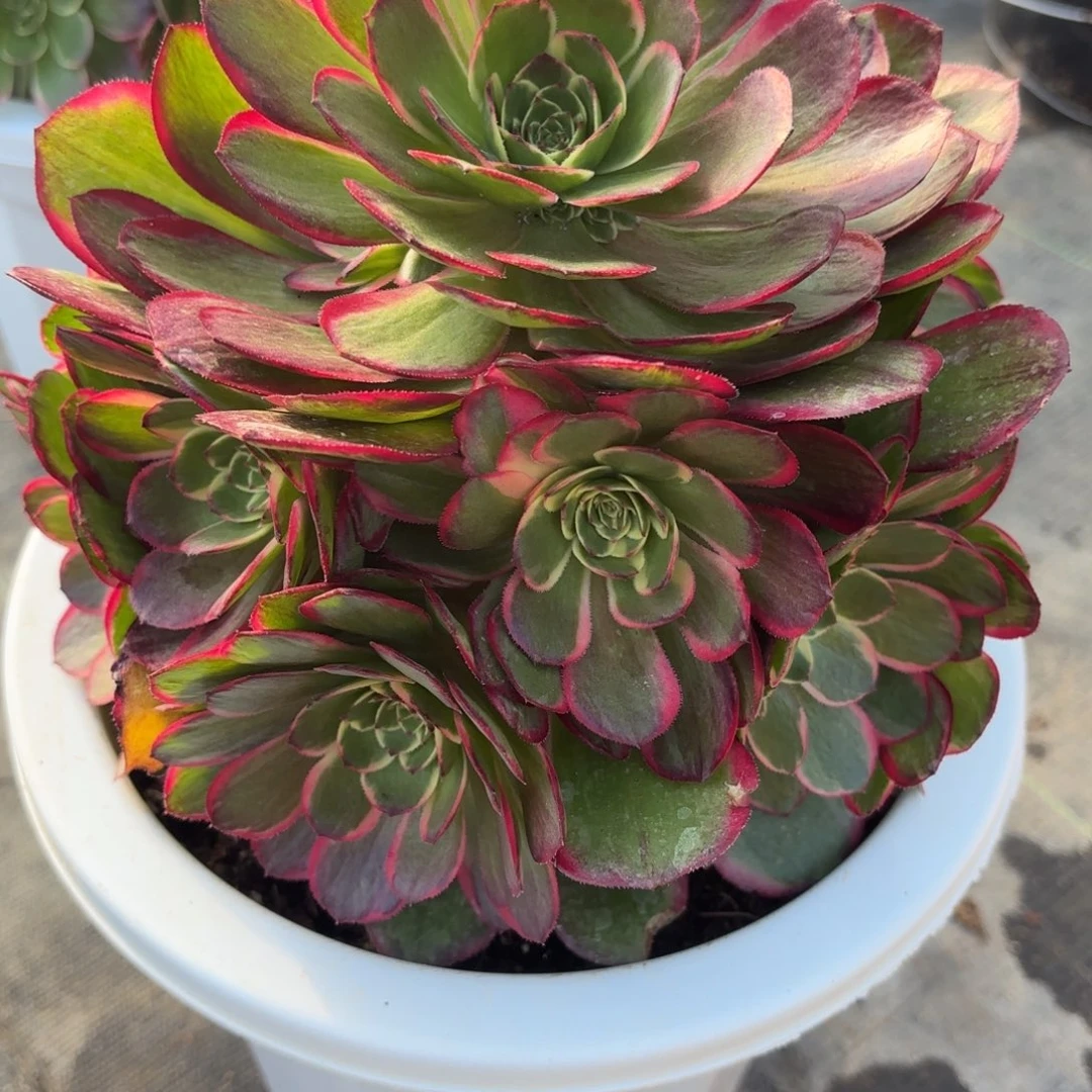 花好月又圆2825113