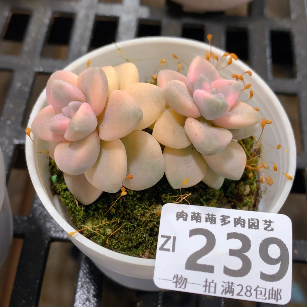 肉萌萌拇指盆精控多肉ZI239