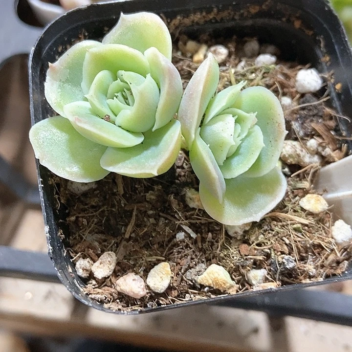 多肉植物1050多肉
