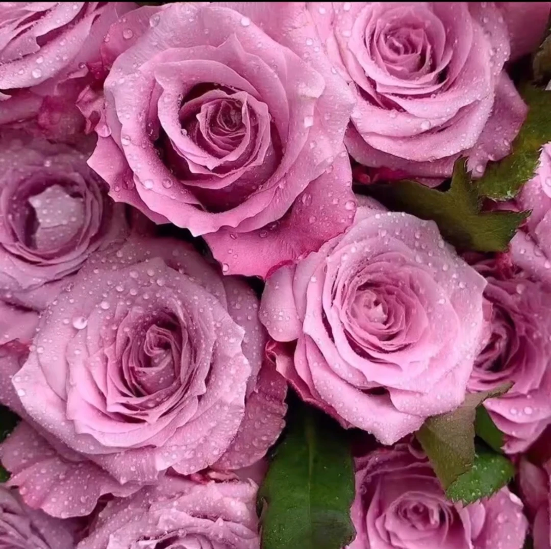 【玛丽蒂姆】灌木切花直立性好花期长花量多耐热耐晒耐雨淋抗性好