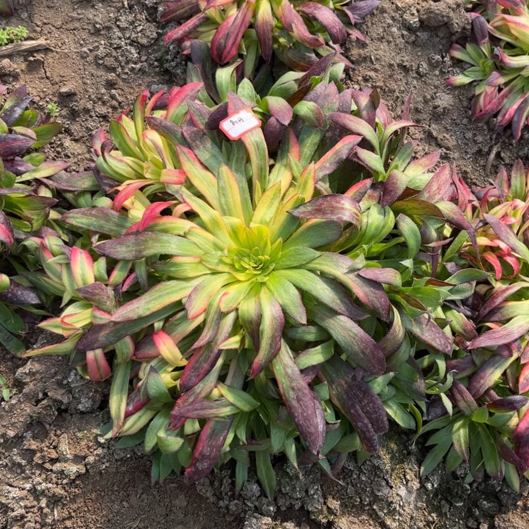 哒***?8013多肉植物孔雀七彩