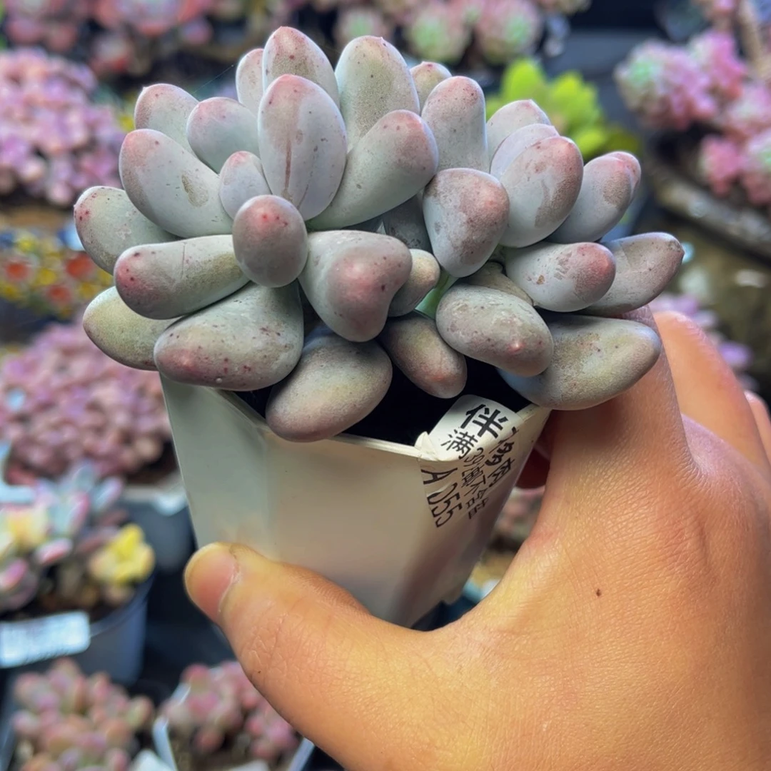 571米可奶10厘米多肉