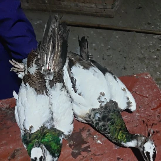 珍珠鸡900花一对9006