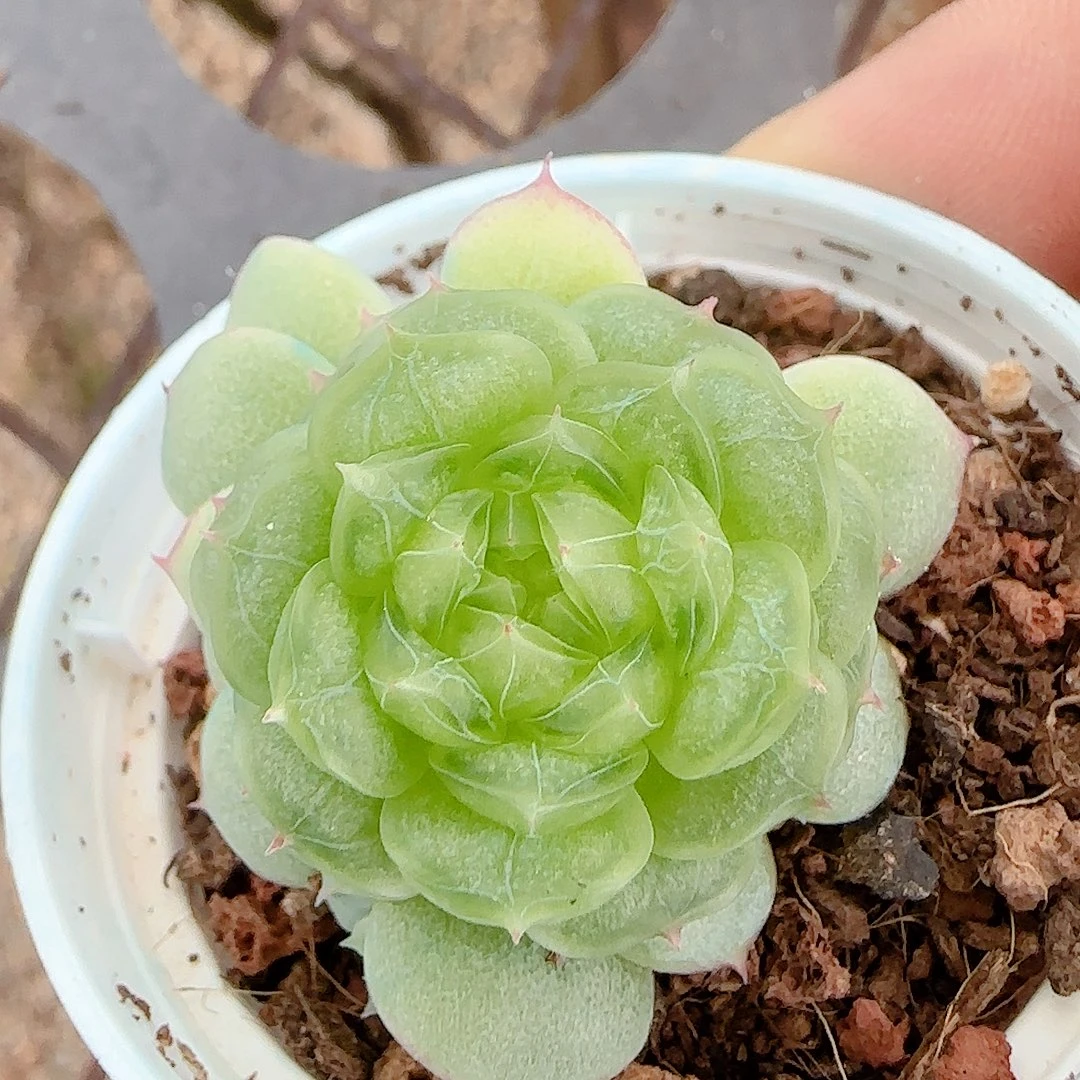 【闪购商品】1025-123（海心）