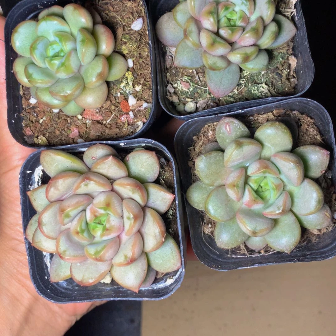 葡萄 （满6.66包邮 不满6.66发叶子）