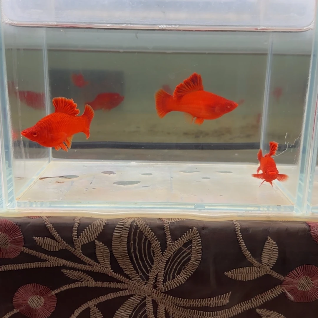 红剑鱼一公两母种鱼