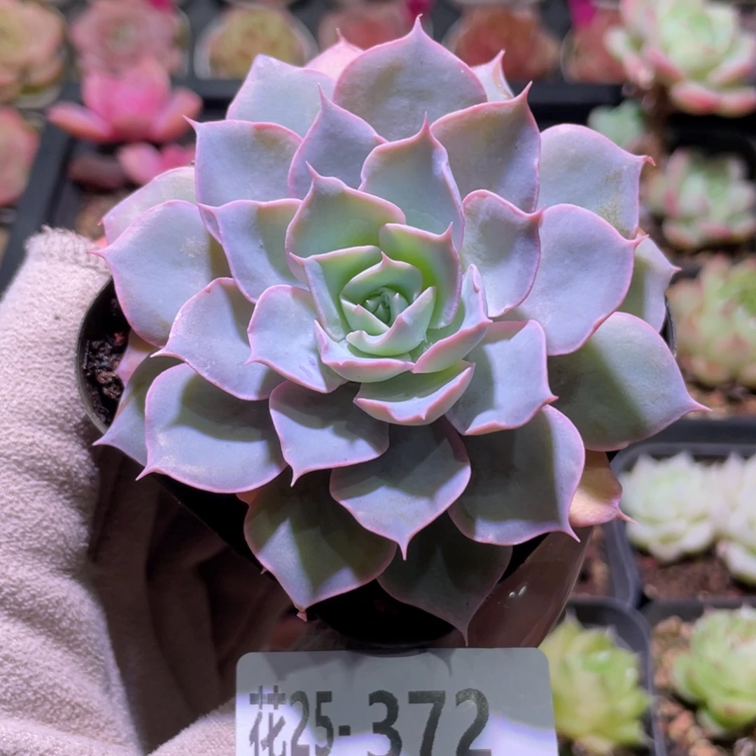 花利美25-372蓝石莲