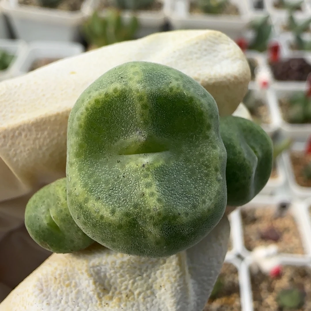 12-4-528当天满38包邮特选大型鬼脸绿豆糕