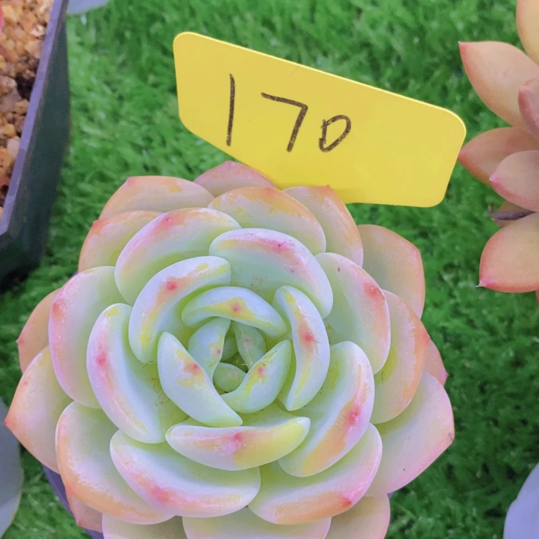 开心多肉植物，福利专场