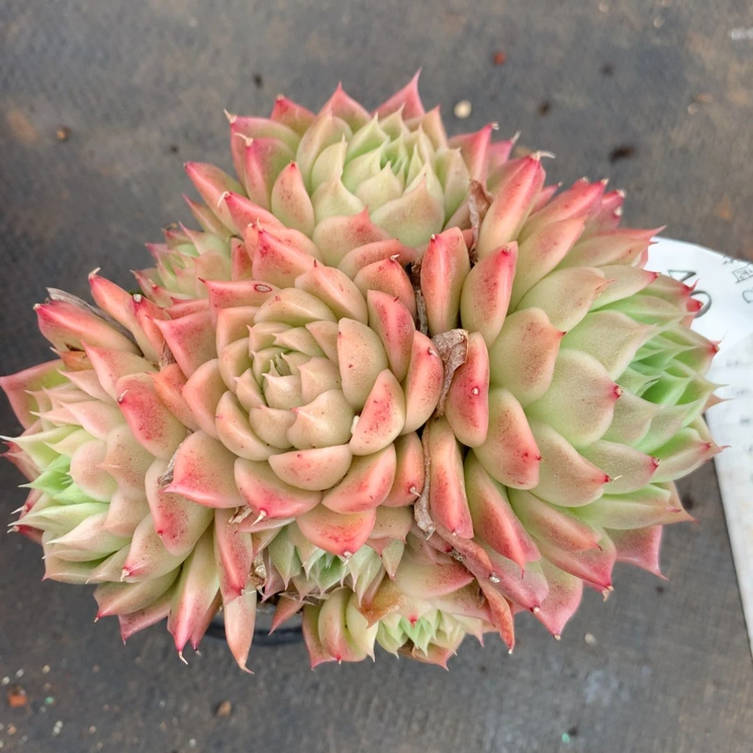 40杂交多肉老桩15包邮