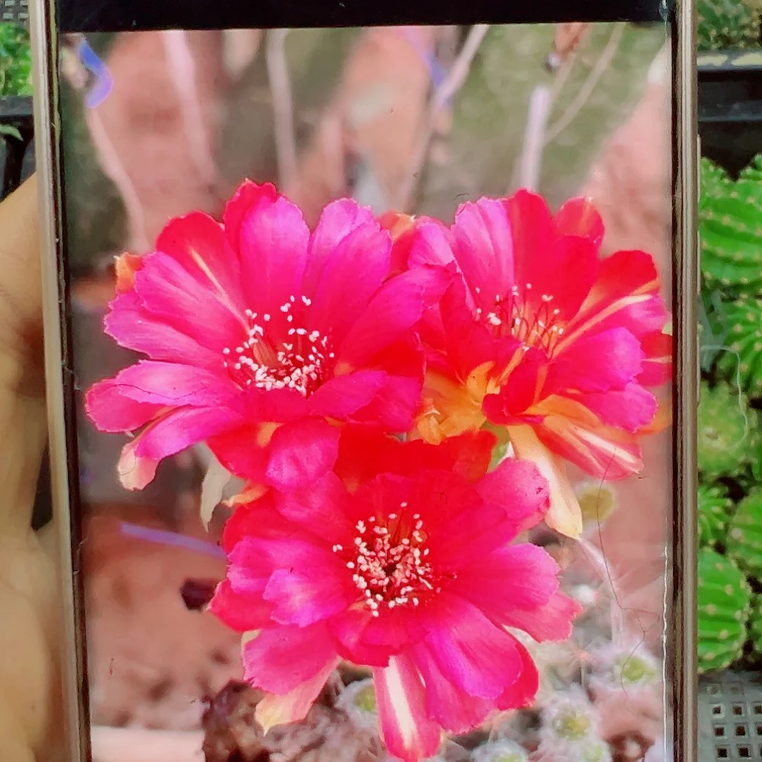 丽花0623侧芽 20 包邮