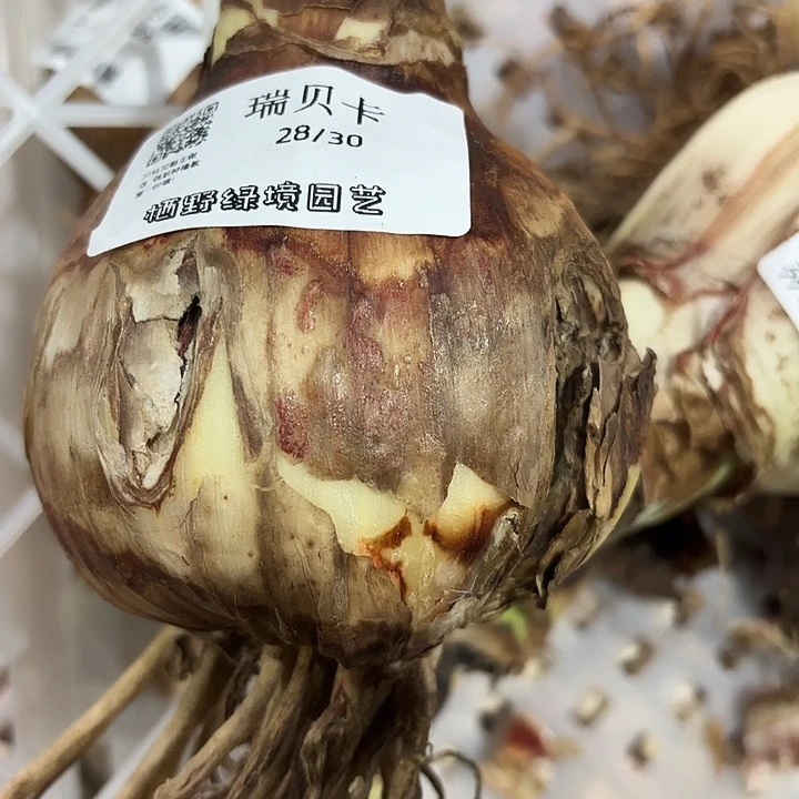 瑞贝卡收割伤9左右包对版