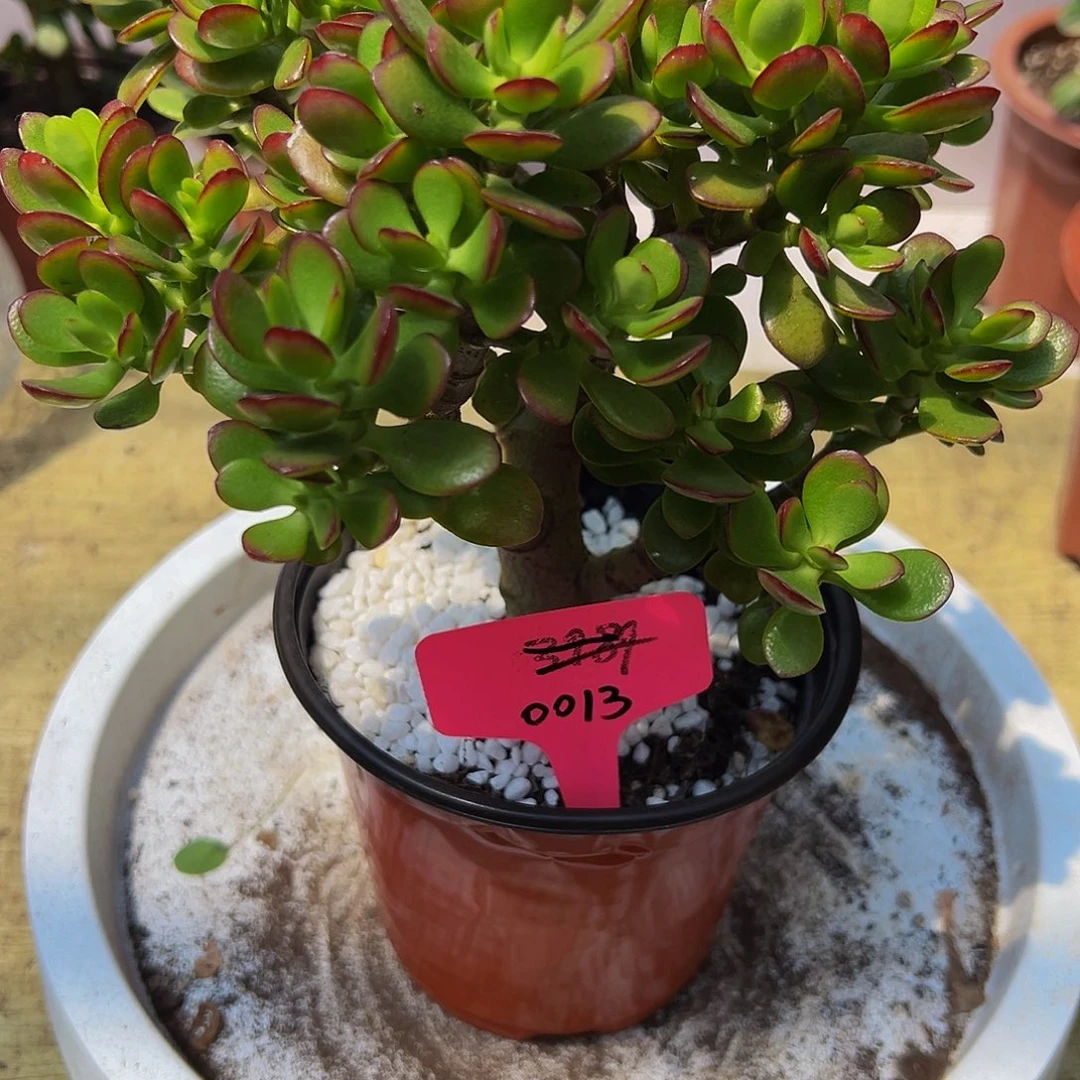 稀有小叶摇钱树带盆土发货