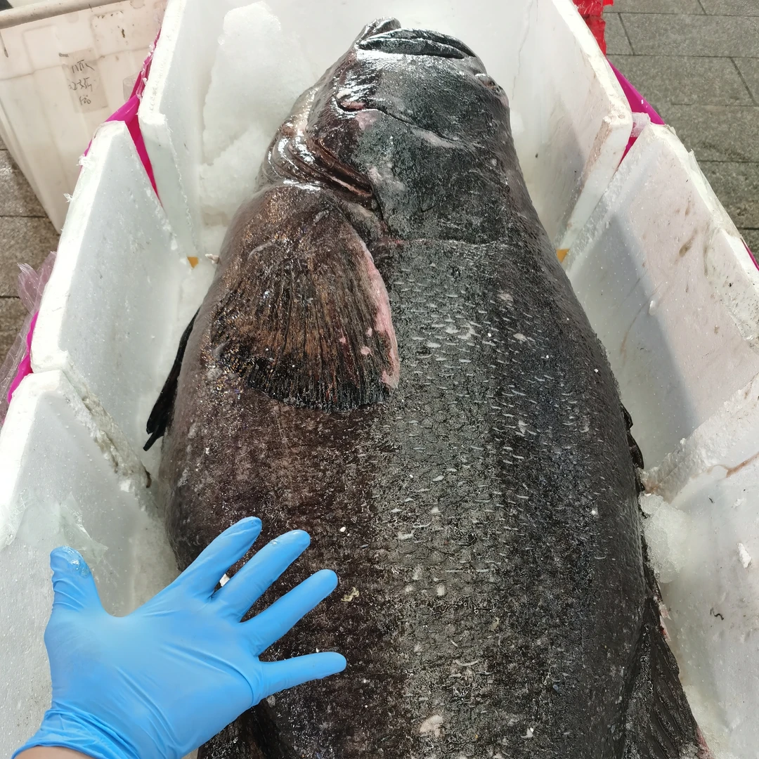 【阿同水产】新鲜野生珍珠石斑鱼 肉质鲜嫩