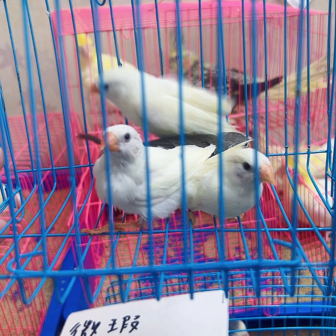 桃脸牡丹鹦鹉特价珍珠鸟四只52